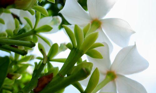 油桐花代表什么意思？油桐花的花语有哪些含义？