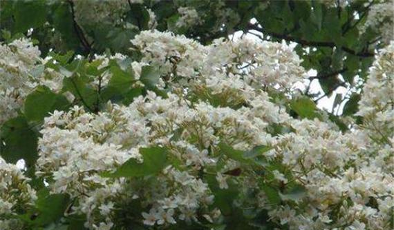油桐花代表什么意思？油桐花的花语有哪些含义？