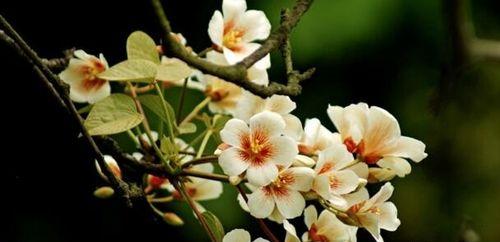 油桐花代表什么意思？油桐花的花语有哪些含义？