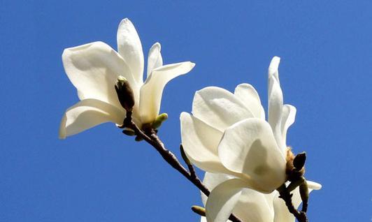 玉兰的寓意和象征是什么？了解玉兰花语背后的文化意义？