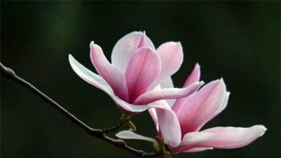 玉兰花的花语是什么？了解玉兰花的象征意义和文化内涵？