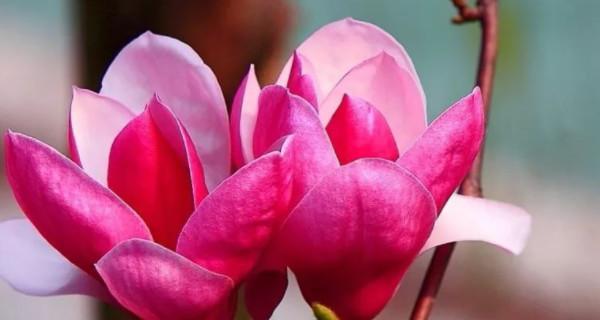 玉兰花的花语是什么？了解玉兰花的象征意义和文化内涵？