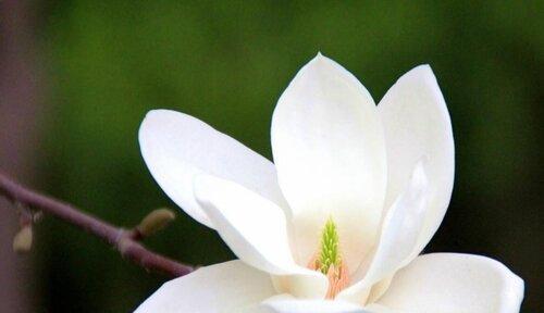 玉兰花的花语是什么？了解玉兰花的象征意义和文化内涵？