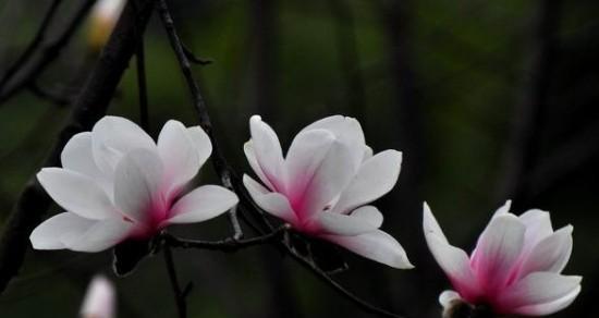 玉兰花象征着什么？玉兰花的寓意有哪些常见问题解答？