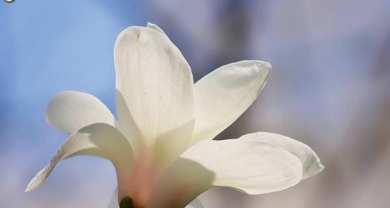 玉兰花语代表什么？如何理解玉兰花的象征意义？