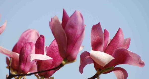 玉兰花语代表什么？如何理解玉兰花的象征意义？