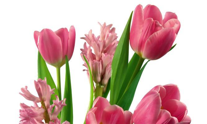 郁金香代表什么意思？如何理解郁金香的花语含义？