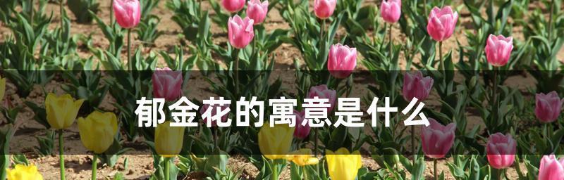 郁金香的寓意和花语是什么？如何挑选寓意深刻的郁金香品种？