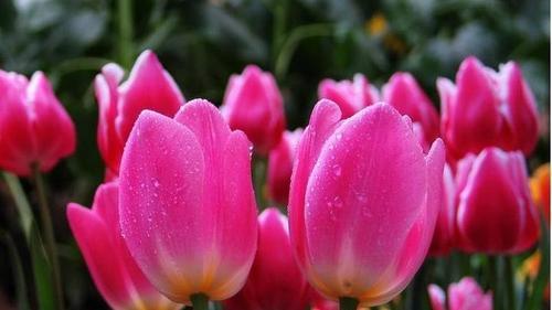 郁金香花代表什么意义？如何解读郁金香的花语？