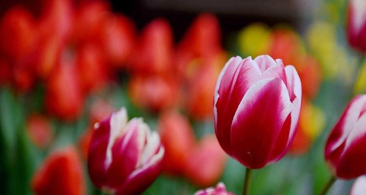 郁金香花语暗示什么？如何解读郁金香的花语含义？