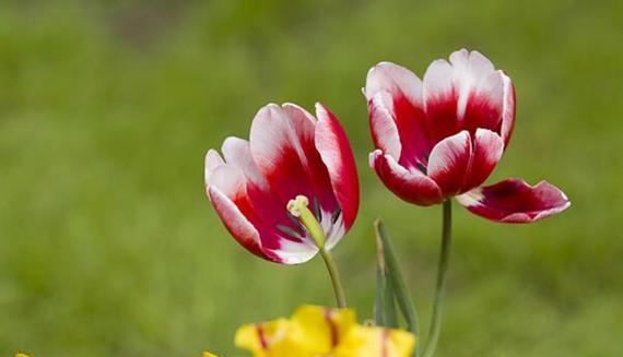 郁金香花语代表什么？如何解读郁金香的花语含义？