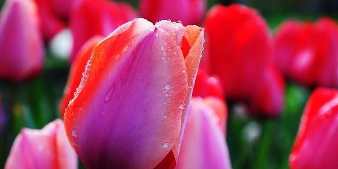 郁金香花语代表什么？如何解读郁金香的花语含义？
