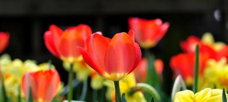 郁金香花语和寓意是什么？如何挑选寓意吉祥的郁金香品种？