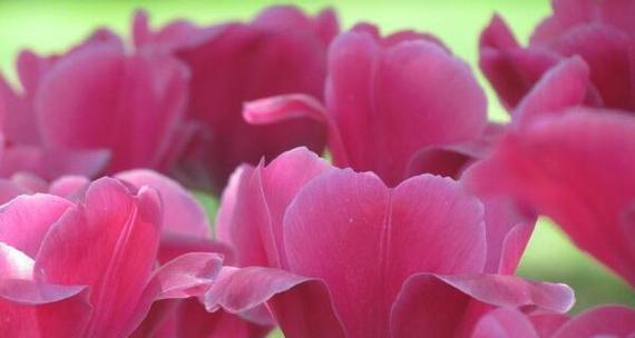 郁金香花语是什么？它代表了哪些意义？