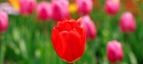 郁金香花语是什么意思？如何解读郁金香的花语含义？