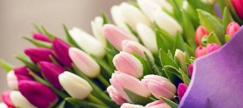 郁金香花语是什么意思？如何解读郁金香的花语含义？