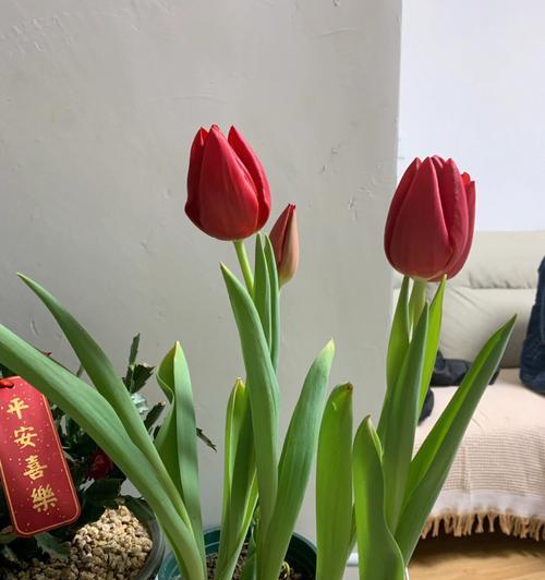 郁金香什么时候开花？如何养护以及花语含义是什么？
