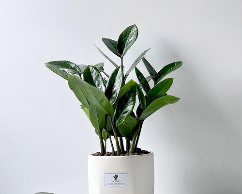 寓意好的植物名字有哪些？如何选择吉祥植物？