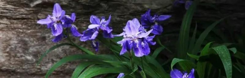 鸢尾花的花语是什么？它背后有哪些美丽传说？