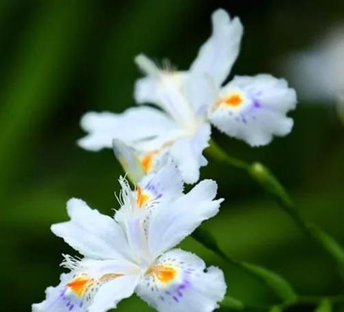 鸢尾花的花语是什么？它背后有哪些美丽传说？