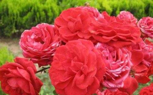 月季花的花语是什么？如何正确解读月季的象征意义？