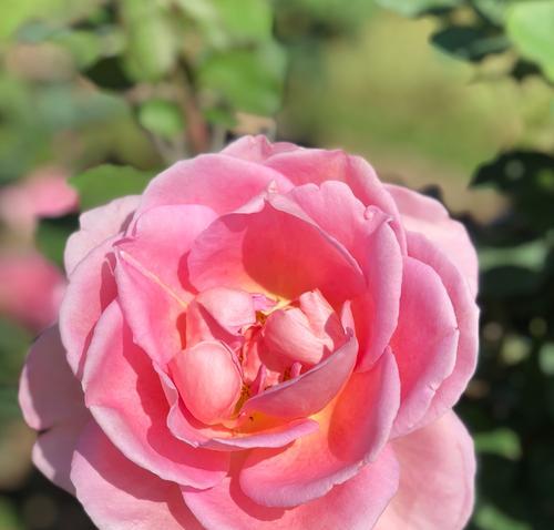 月季花的花语是什么？如何正确解读月季的象征意义？