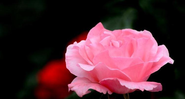 月季花的花语是什么？如何正确解读月季的象征意义？