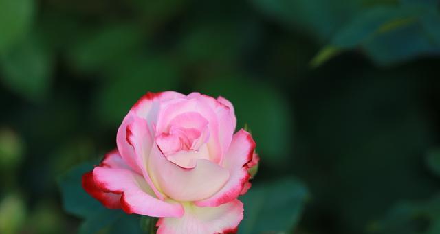 月季花花语是什么？月季花寓意有哪些常见问题解答？