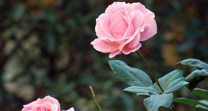 月季花花语是什么？月季花寓意有哪些常见问题解答？