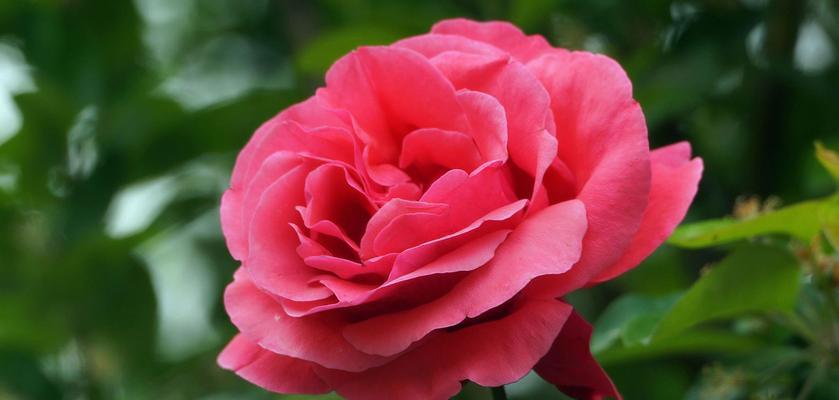 月季花花语是什么？月季花寓意有哪些常见问题解答？