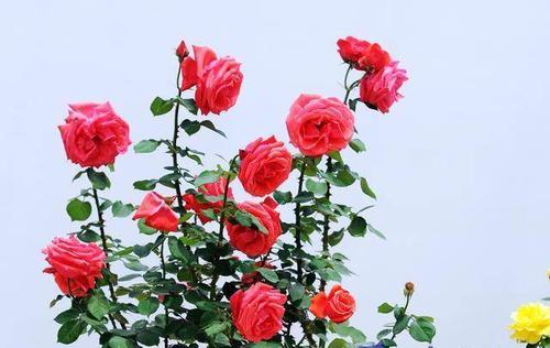 月季花花语是什么？如何用月季花表达爱意？