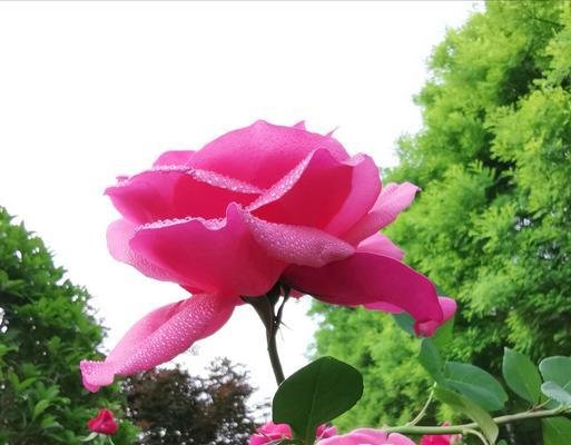 月季花花语是什么？了解月季花的寓意和象征意义