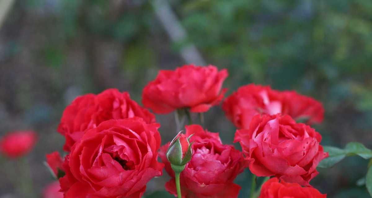 月季花花语是什么？了解月季花的寓意和象征意义