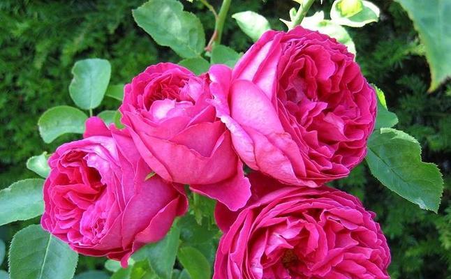 月季花花语是什么意思？如何解读月季花的浪漫含义？