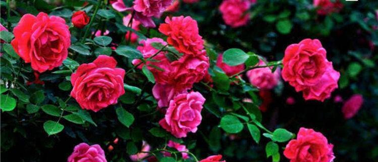 月季花的花语有哪些含义？如何正确解读月季花的花语？