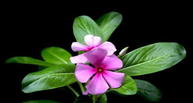 长春花花语是什么意思？如何正确理解长春花的象征意义？