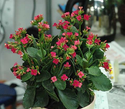 长寿花的花语代表什么？如何正确理解长寿花的含义？