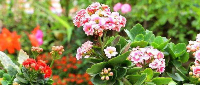 长寿花的花语代表什么？如何正确理解长寿花的含义？