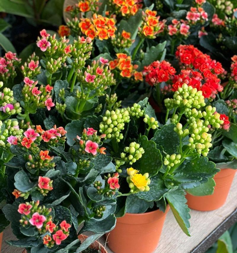 长寿花象征什么？如何在风水中运用长寿花？