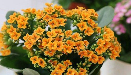 长寿花象征什么？如何在风水中运用长寿花？