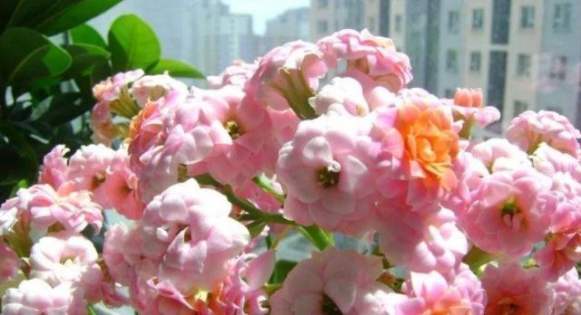 长寿花象征什么？如何在风水中运用长寿花？