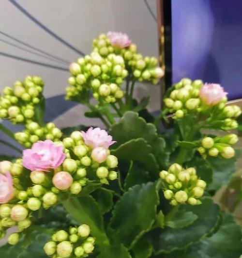 长寿花花语是什么意思？长寿花的寓意有哪些常见问题？