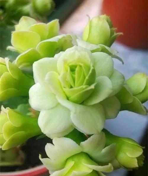 长寿花花语是什么意思？长寿花的寓意有哪些常见问题？