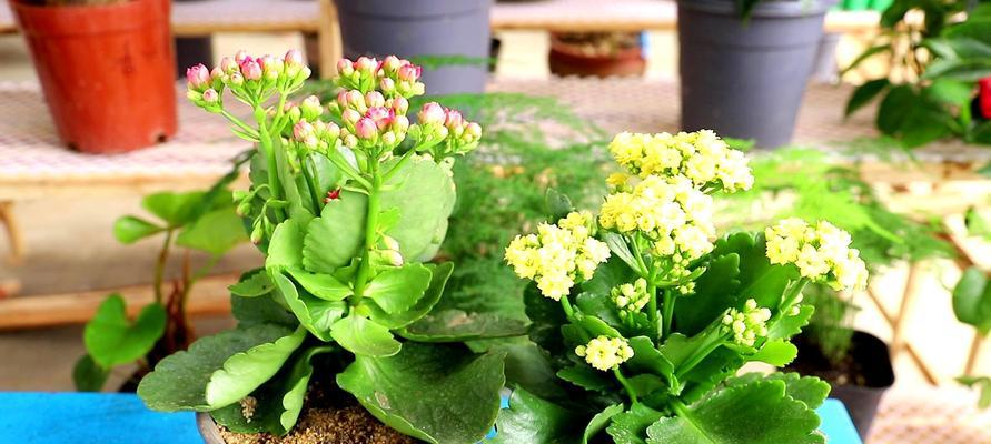 长寿花切花是什么意思？购买和保养长寿花切花有哪些技巧？