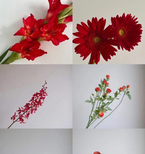 针垫花花语代表什么？如何正确养护针垫花？