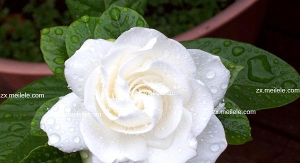 栀子花的花语是什么意思？如何用栀子花表达情感？