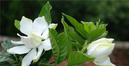 栀子花的花语是什么意思？如何用栀子花表达情感？
