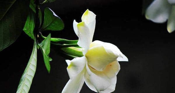 栀子花的花语是什么意思？如何用栀子花表达情感？