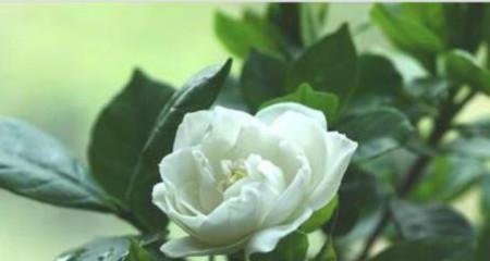 栀子花象征着什么？它的寓意有哪些？