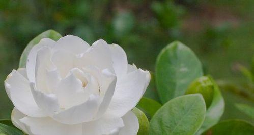 栀子花象征着什么？它的寓意有哪些？